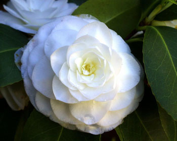 16 camelias