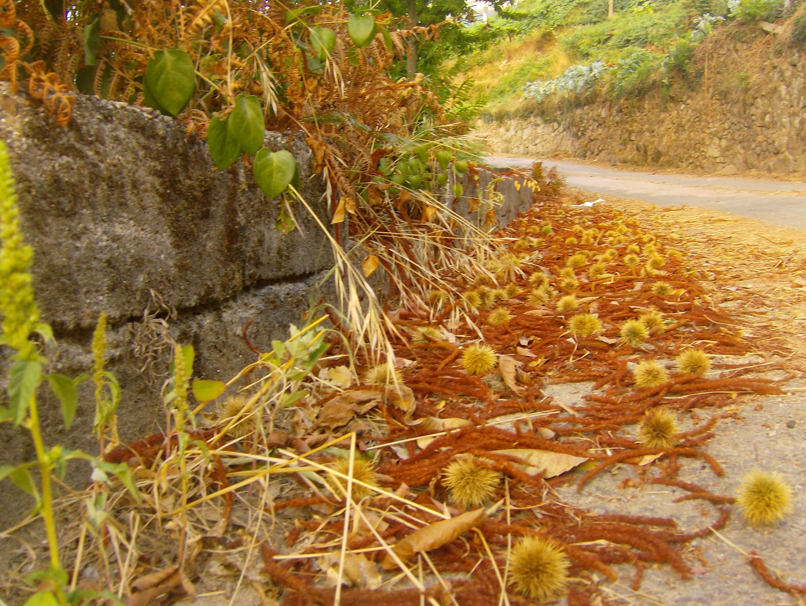 castanhas